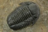 Prone Gerastos Trilobite Fossil - Morocco #345147-1